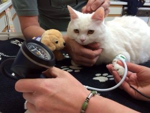 Cat BP at Elston Vets 300x225 - CAT+ Doppler Mini Blood Pressure Kit