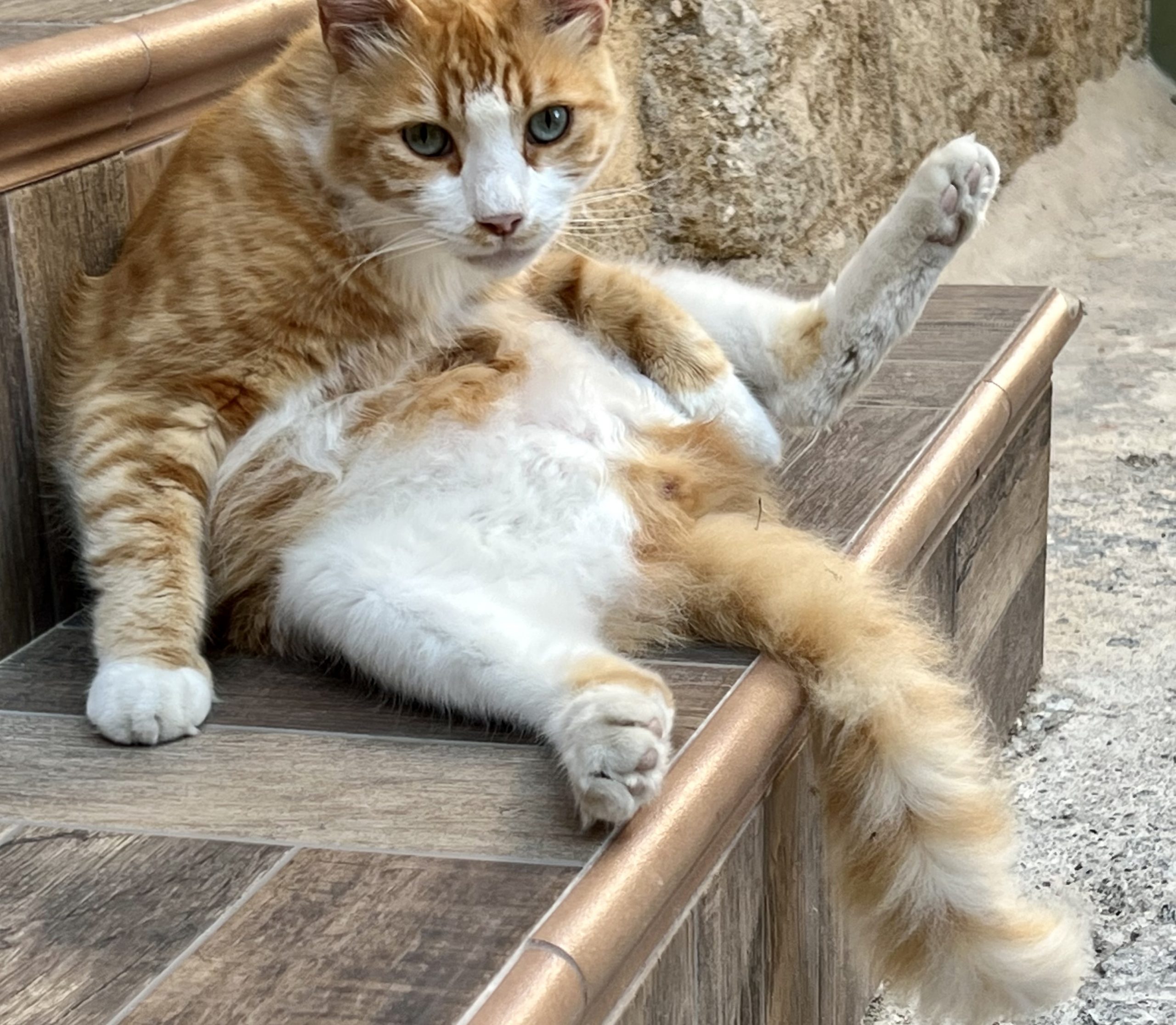 Still using Penis Cuffs for Cats? There